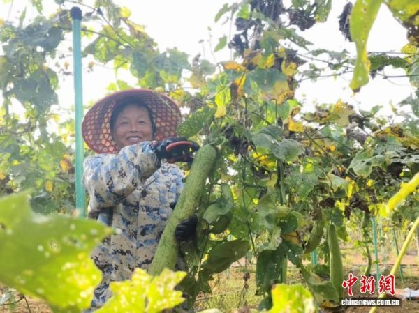 启点配资 （乡村行·看振兴）江西安福“小丝瓜”织就富民“大网络”